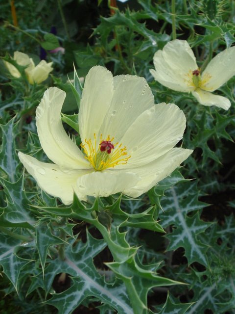 Argemone mexicana fleur
